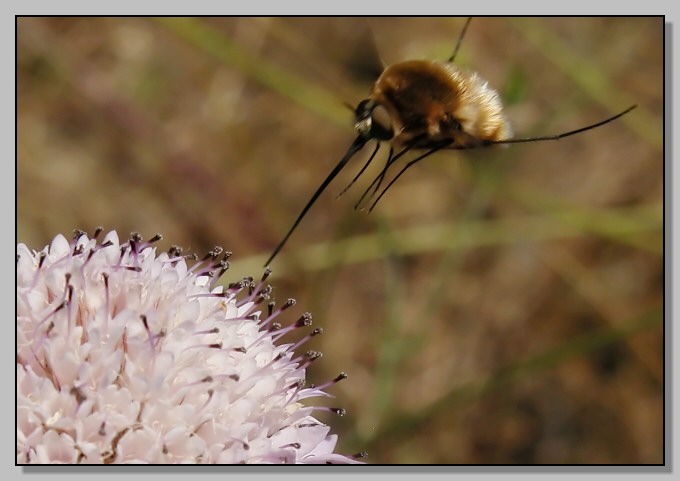 Bombylius e fiore